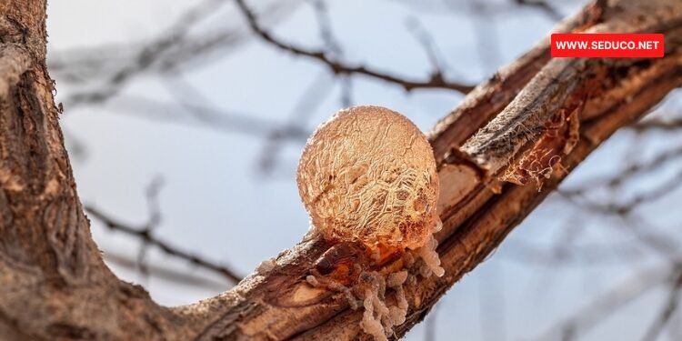 acacia akasya gamı şurubu